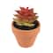 Mini Premade Succulents in Terra Cotta Pots, 6ct. by Ashland®